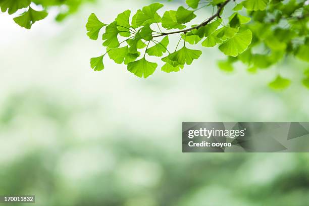 ginkgo leaves - ginkgoträd bildbanksfoton och bilder