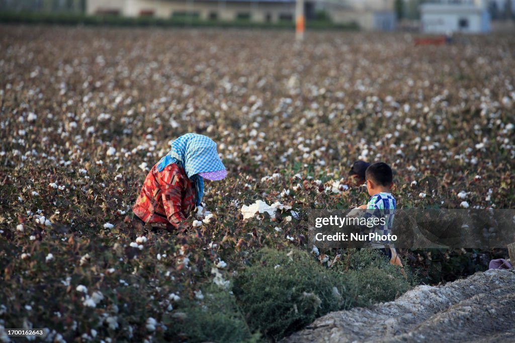 Cotton Ripens in Hami