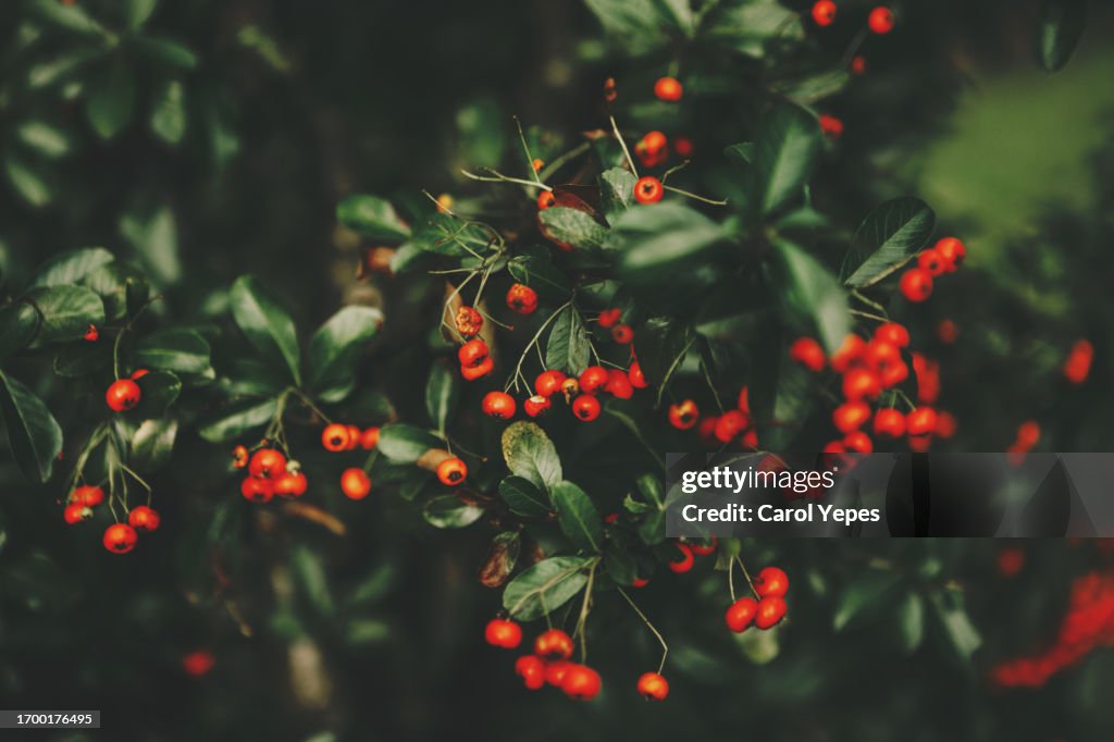 Red berries in winter