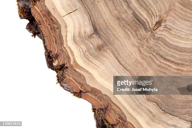 sezione trasversale di legno - wood grain foto e immagini stock