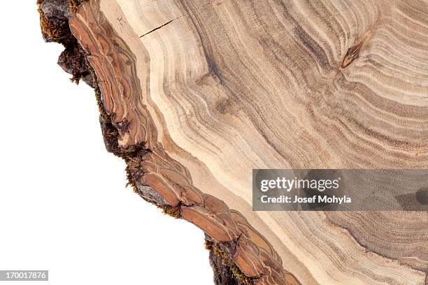 seção transversal de madeira - tree trunk - fotografias e filmes do acervo