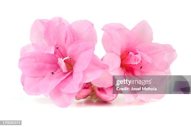 rosa azalea - azalea foto e immagini stock
