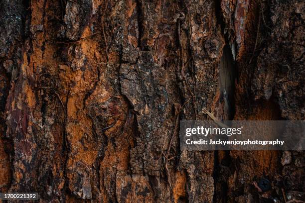 background texture made from cedar tree bark - cedar tree stock pictures, royalty-free photos & images