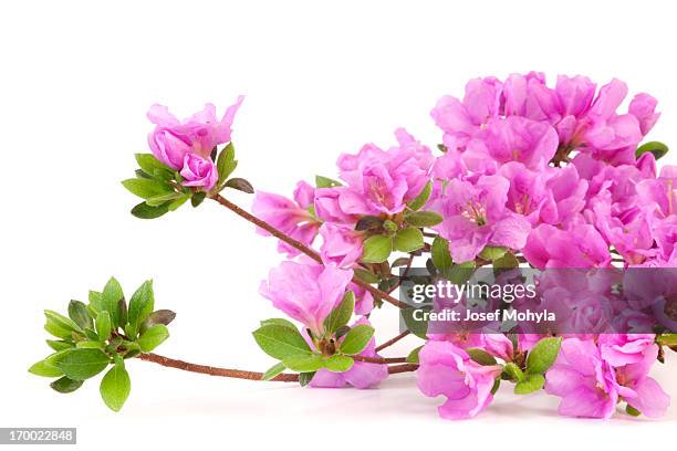 purple azalea - rhododendron stock pictures, royalty-free photos & images