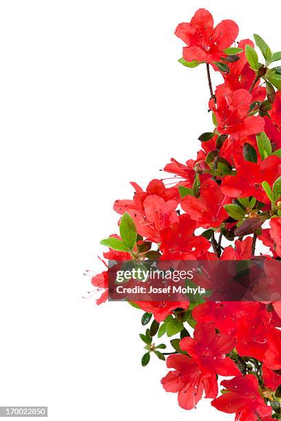 red azalea - azalee stock-fotos und bilder