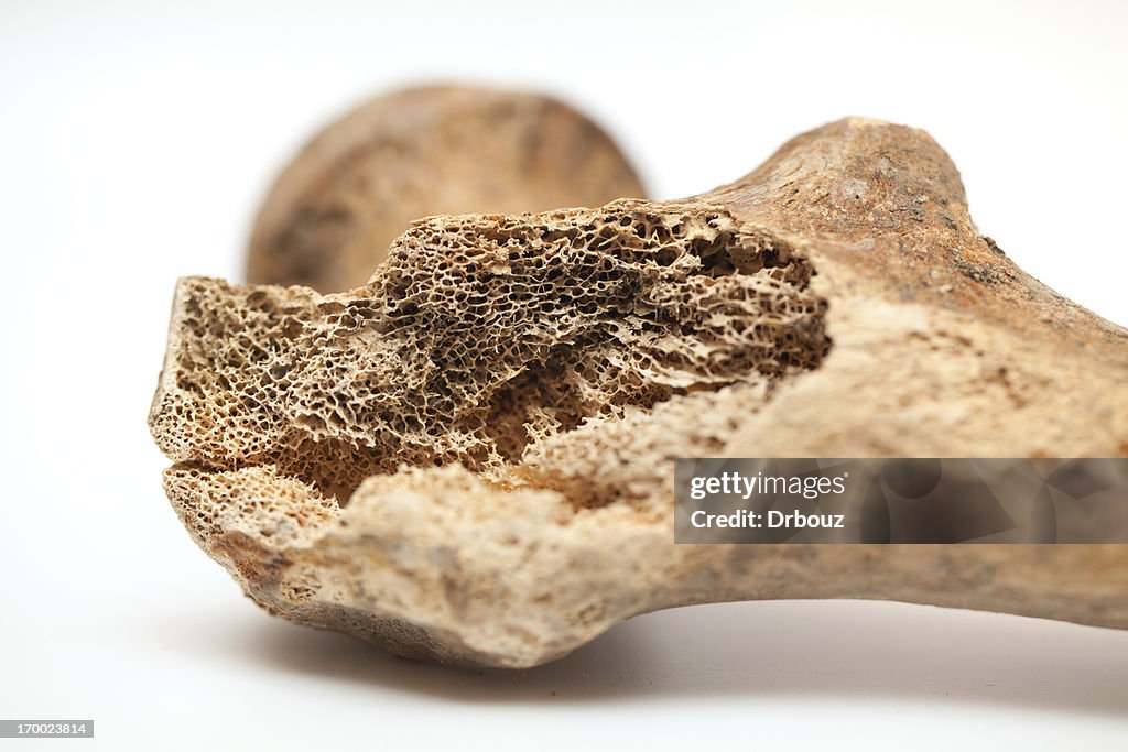 Simple Bone Texture Human Bone Texture High-Res Stock Photo - Getty Images