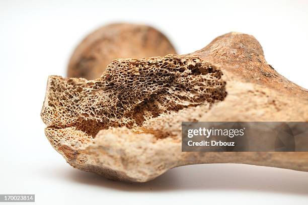 osso humano textura - fémur imagens e fotografias de stock