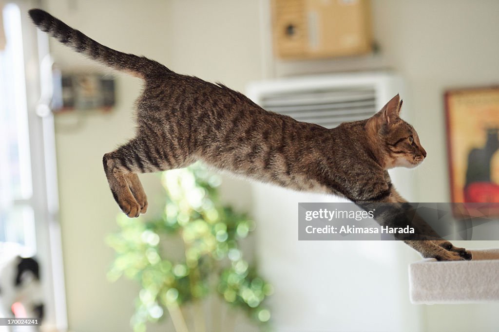 Cat jumping in the room
