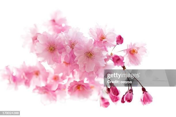 pink cherry blossoms - cherry blossom branch stock pictures, royalty-free photos & images