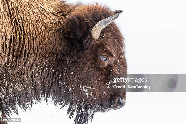 bison in winter - american bison stock pictures, royalty-free photos & images