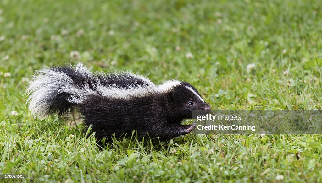 Baby Skunk HighRes Stock Photo Getty Images