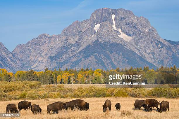 american bison buffalo - american bison stock-fotos und bilder