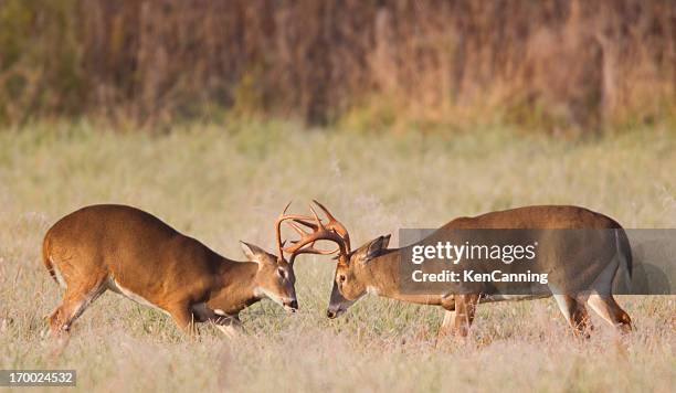 sparring deer - cades cove stockfoto's en -beelden