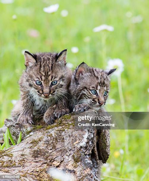 Spring Cat Real 12,544 Spring Cat Stock Photos, High-Res Pictures, and Images - Getty ...