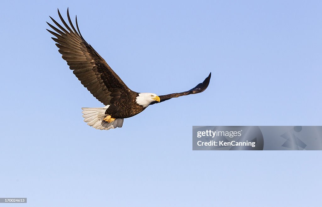 Bald Eagle Flying