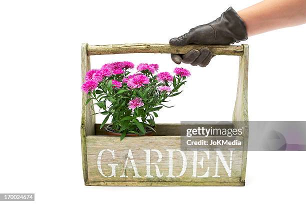 gardener with potted flower - gardening glove stock pictures, royalty-free photos & images