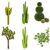 Cactus COLLECTION / SET Isolated on Pure White Background (72MPx-XXXL)