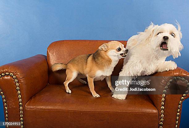 socializing adult dogs- omg i'm scared! - aggression stock pictures, royalty-free photos & images