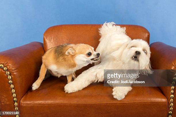 socializing adult dogs - cruel stock pictures, royalty-free photos & images