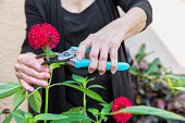 Arthritis Arthritic Seniors hands cutting Flowers
