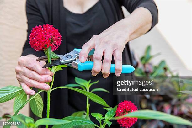 arthritis arthritic seniors hands cutting flowers - arthritic hands stock pictures, royalty-free photos & images