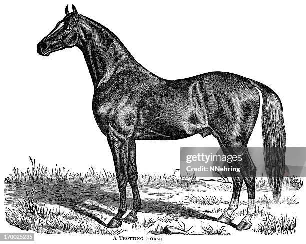 trotting horse engraving - 馬 幅插畫檔、美工圖案、卡通及圖標