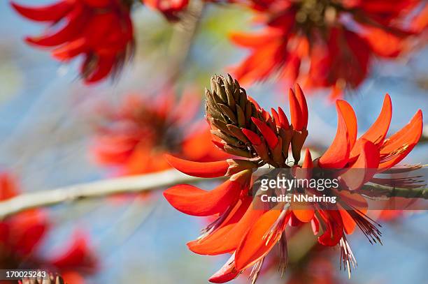 flame or coral tree, erythrina x sykesii, flowers - delonix regia stock pictures, royalty-free photos & images
