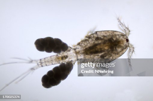 Copepod micrograph Copepod micrograph