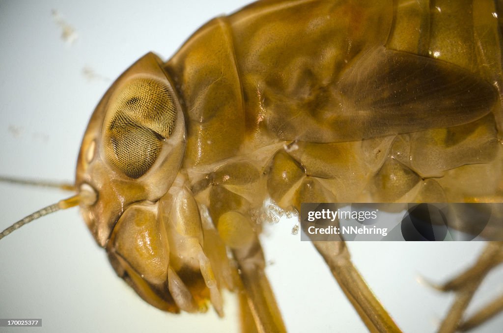 Mayfly Microscope Mayfly Nymph High-Res Stock Photo - Getty Images