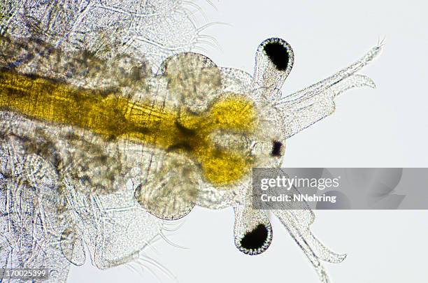 brine shrimp, artemia salina, micrograph - brine shrimp stock pictures, royalty-free photos & images