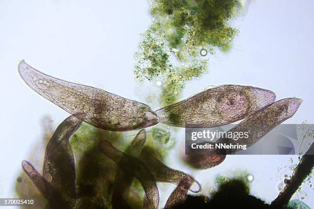 ciliate blepharisma americanum - blepharisma stock pictures, royalty-free photos & images