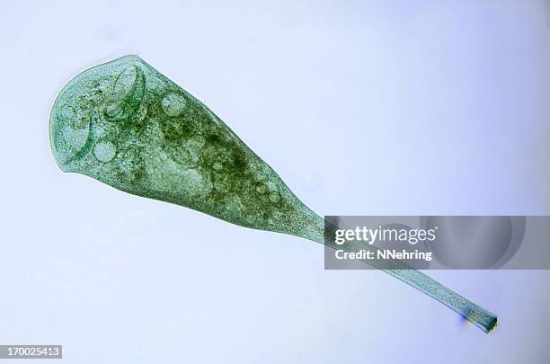 stentor coeruleus - stentor protozoan stock pictures, royalty-free photos & images