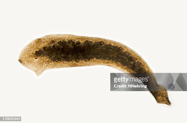 planaria, dugesia species, micrograph - two headed planaria stock pictures, royalty-free photos & images