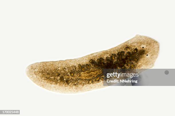 planaria, dugesia species, micrograph - turbellaria stockfoto's en -beelden