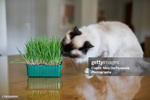 birman cat eating catnip - catmint stock pictures, royalty-free photos & images