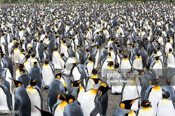 king penguin colony south georgia, antarctica - king penguin stock pictures, royalty-free photos & images