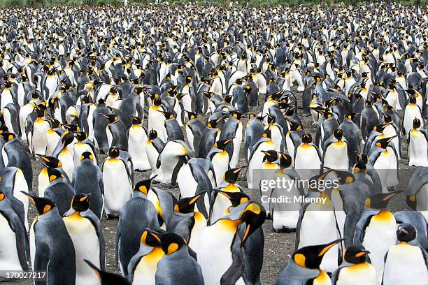 pinguim-de-schlegel colônia geórgia do sul, à antártida - king penguin imagens e fotografias de stock