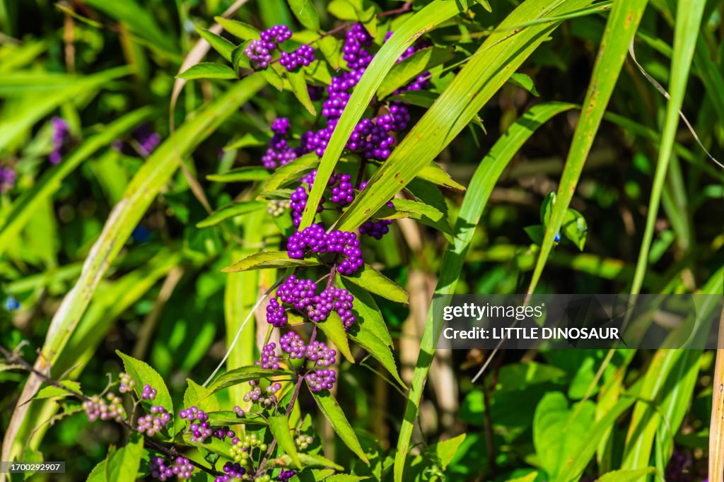 Fruits of Japanese beautyberry (Callicarpa japonica)