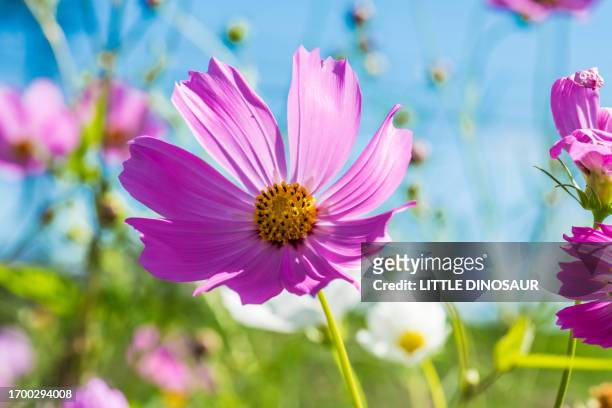colorful cosmos flower field and a blue sky background - cosmos flower stock-fotos und bilder