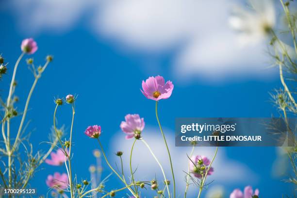 cosmos flower (close-up) with the blue sky background - cosmos flower stock pictures, royalty-free photos & images