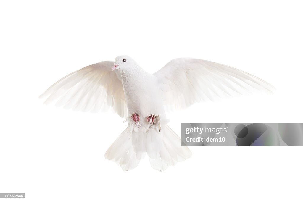 White pigeon