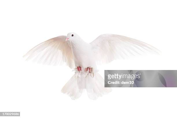 white pigeon - white pigeon stock pictures, royalty-free photos & images