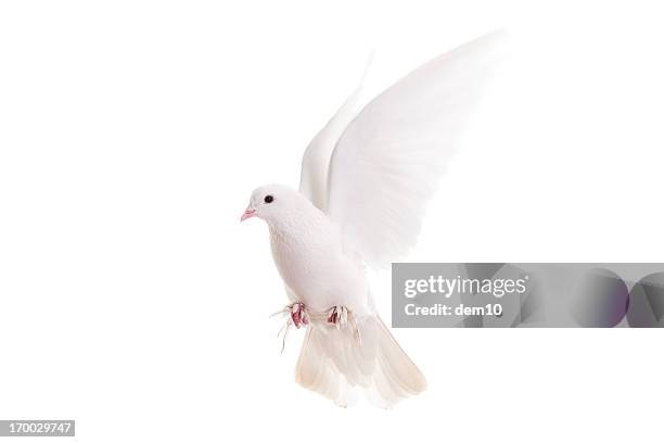 white pigeon - tortelduif stockfoto's en -beelden