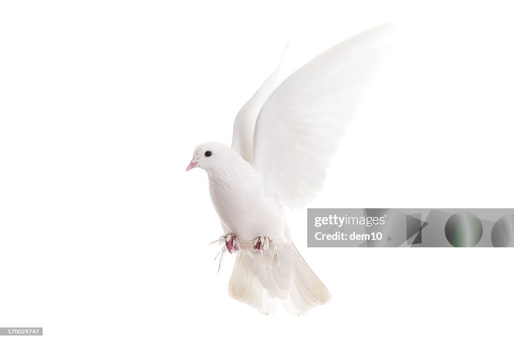 White pigeon