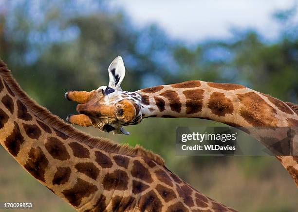 fighting giraffe - giraffe stock-fotos und bilder