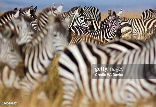 zebra-herde - zebra herd stock-fotos und bilder