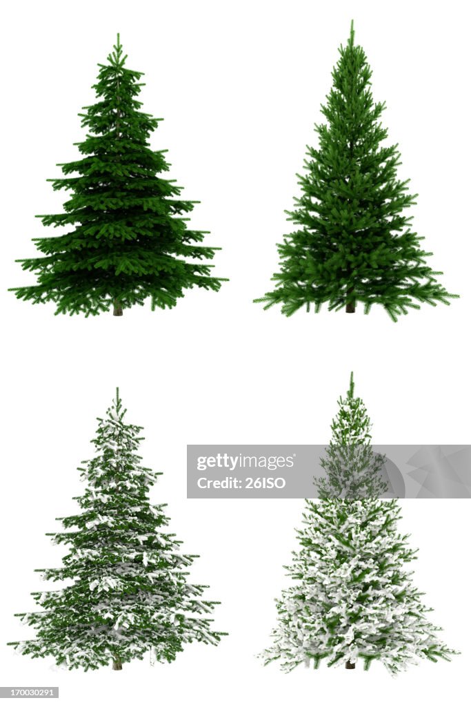 Árvores de Natal colecção/definir no fundo branco puro (65Mpx-XXXL)