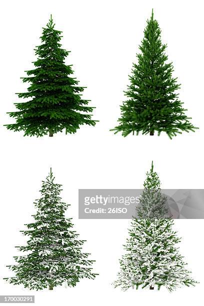 christmas trees collection / set on pure white background (65mpx-xxxl) - blizzard bildbanksfoton och bilder