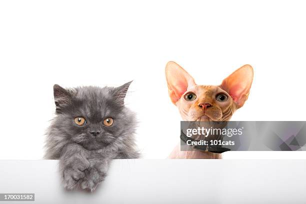 cats - ugly cat stockfoto's en -beelden