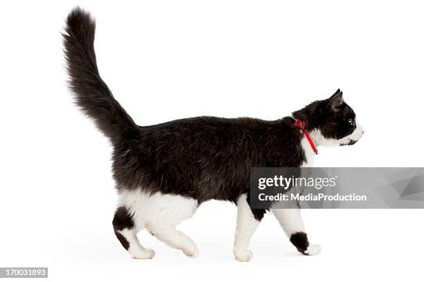 gato blanco y negro - black and white fotografías e imágenes de stock